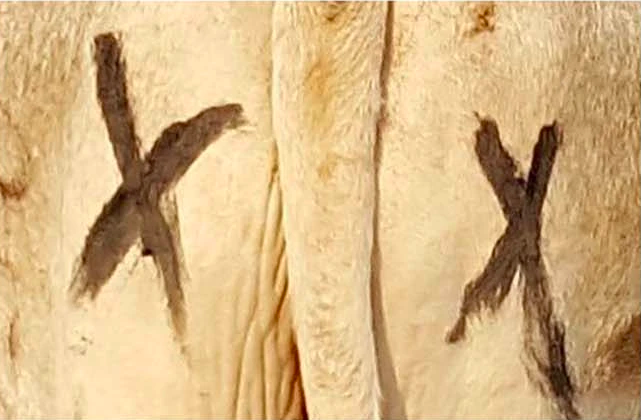 Painted Eyes on Cattle Butts Protect Them From Lions, Per Study Painted Eyes on Cattle Butts Protect Them From Lions, Per Study