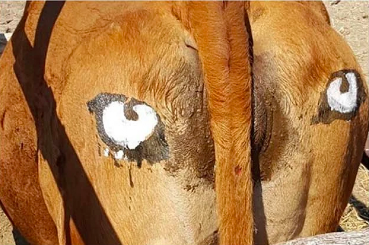 Painted Eyes on Cattle Butts Protect Them From Lions, Per Study Painted Eyes on Cattle Butts Protect Them From Lions, Per Study