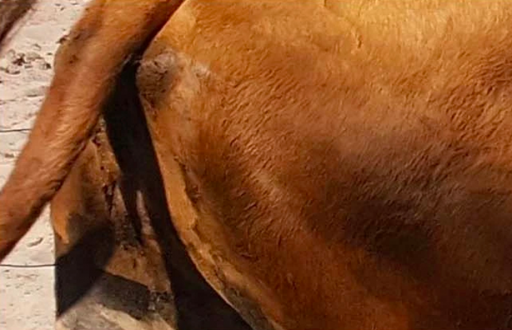 Painted Eyes on Cattle Butts Protect Them From Lions, Per Study Painted Eyes on Cattle Butts Protect Them From Lions, Per Study
