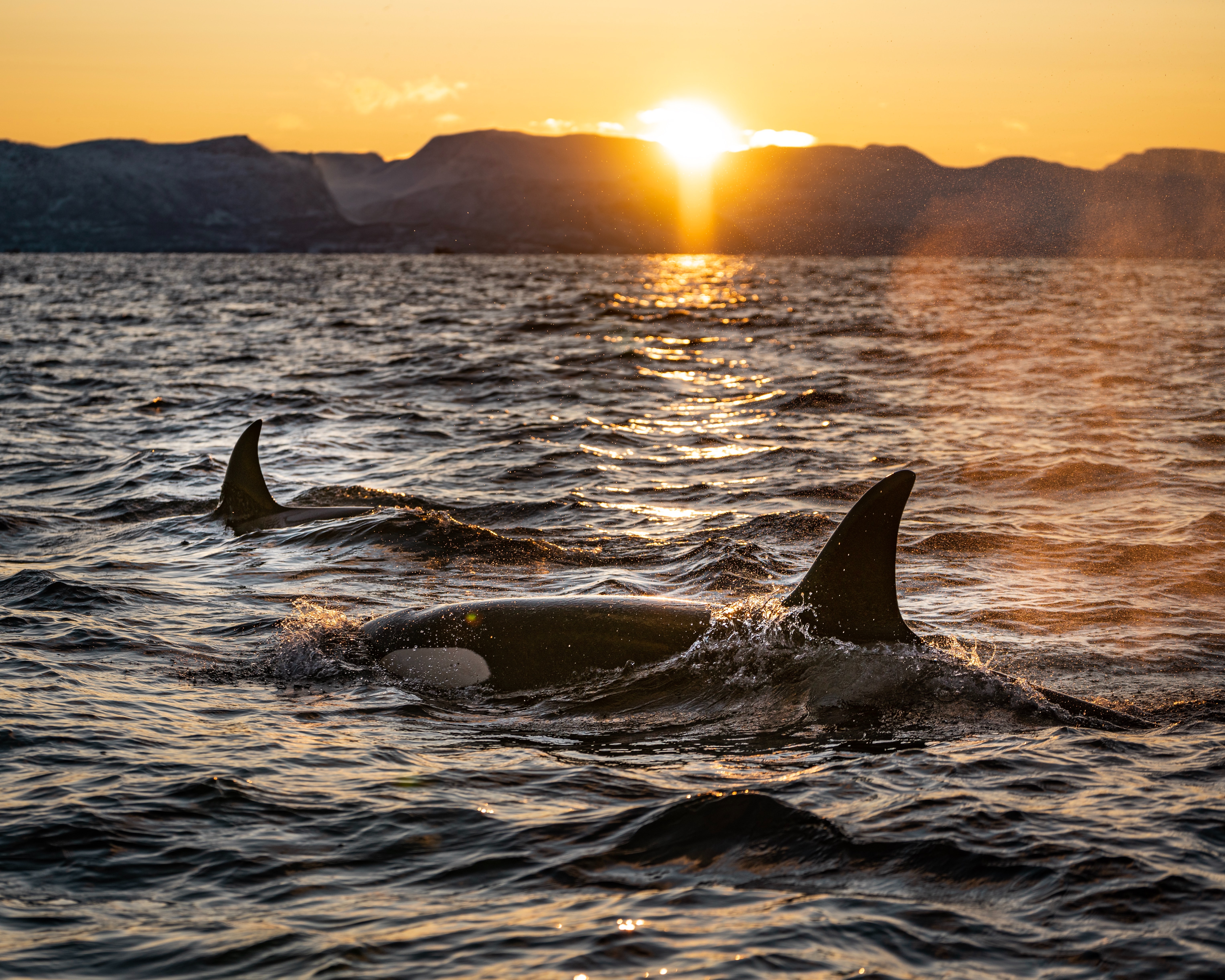 Two orca whales break the water's surface at sunset.