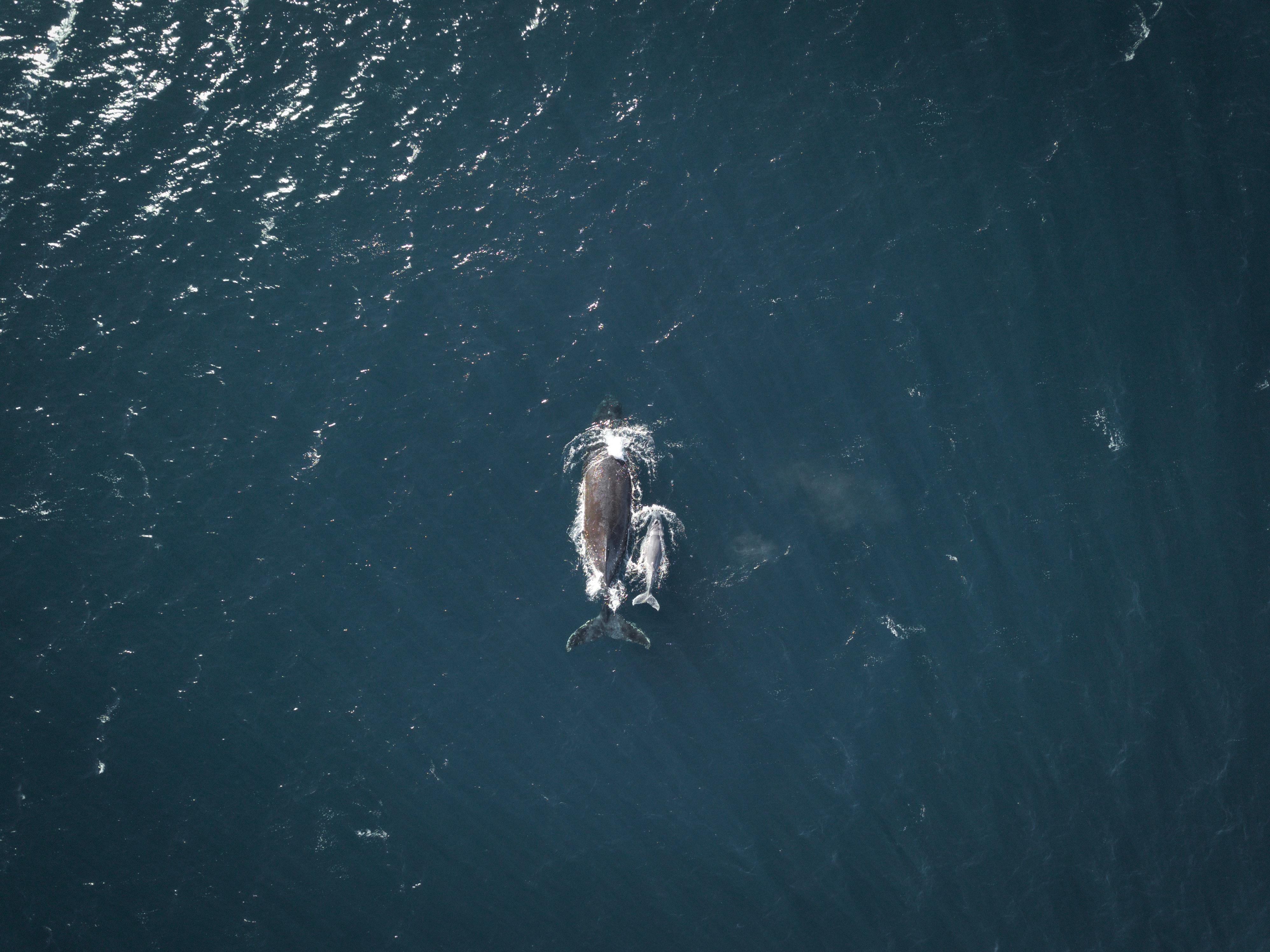 An aerial photo of a humpback whale mother and her calf swimming next to her.