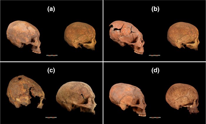 Not Aliens: The Real Explanation Behind 'Xenomorph' Skulls Found in China Not Aliens: The Real Explanation Behind 'Xenomorph' Skulls Found in China
