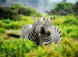 New Research Reveals Zebra Stripes Are Used to Control Their Body Temperature