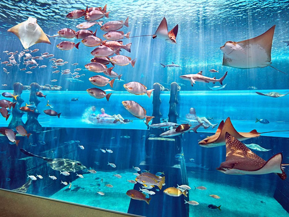 world's craziest water slides shark attack