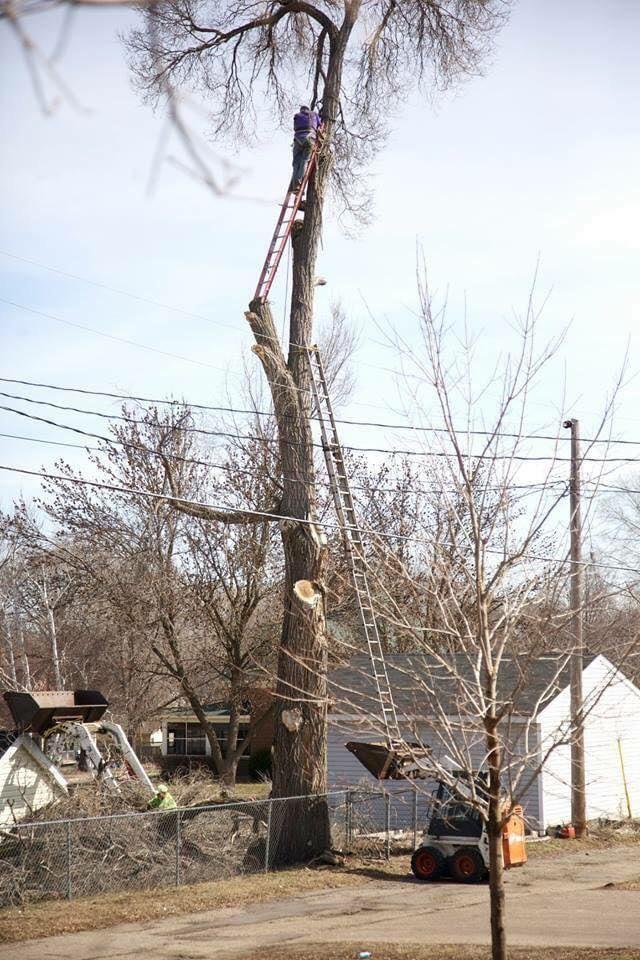 poor health and safety tree