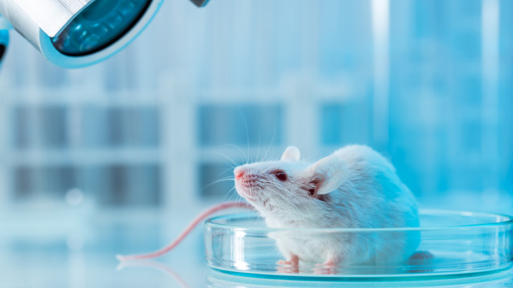 Reverse aging for humans? Scientists come one step closer with mice trials