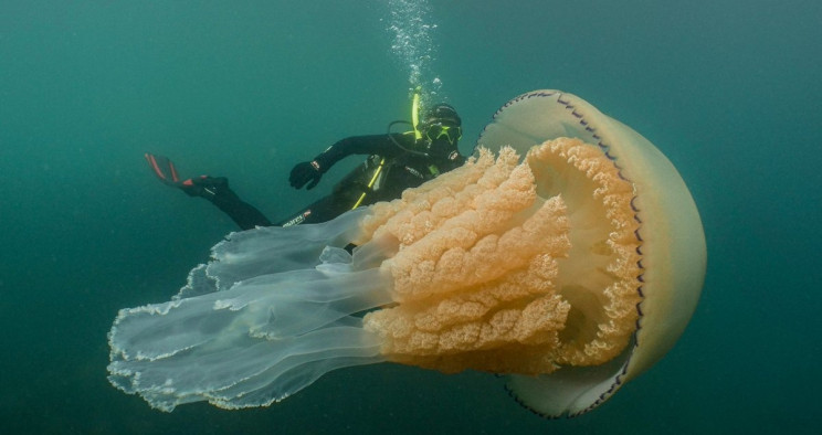 Massive Human-Sized Jellyfish Caught on Camera off the English Coast