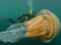 Massive Human-Sized Jellyfish Caught on Camera off the English Coast