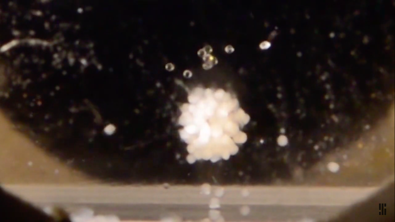 In a First, Russian Cosmonaut Performs Tissue Engineering in Space In a First, Russian Cosmonaut Performs Tissue Engineering in Space