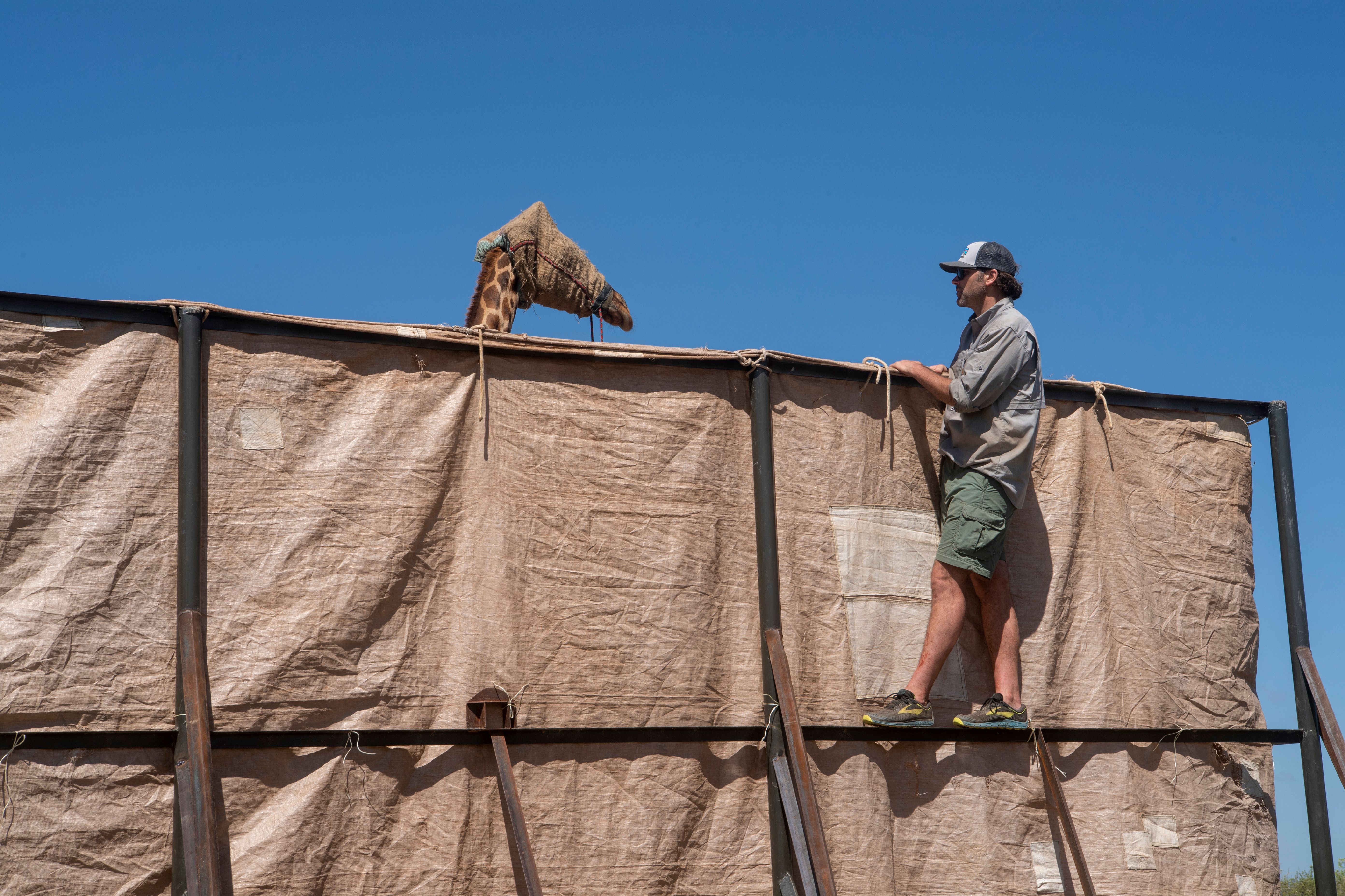 Community Built Raft To Rescue Giraffes From Flooded Island in Kenya Community Built Raft To Rescue Giraffes From Flooded Island in Kenya