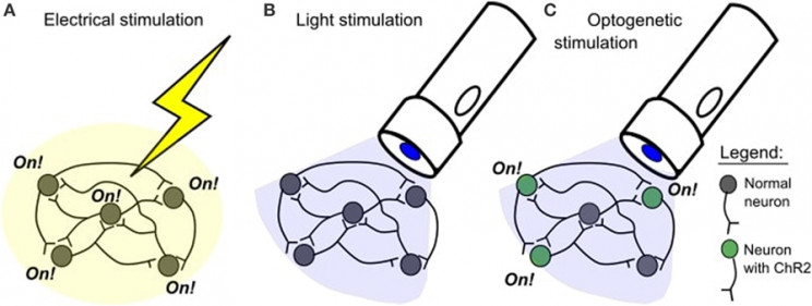 Mind Control Through Light: The Emerging World of Optogenetics Mind Control Through Light: The Emerging World of Optogenetics