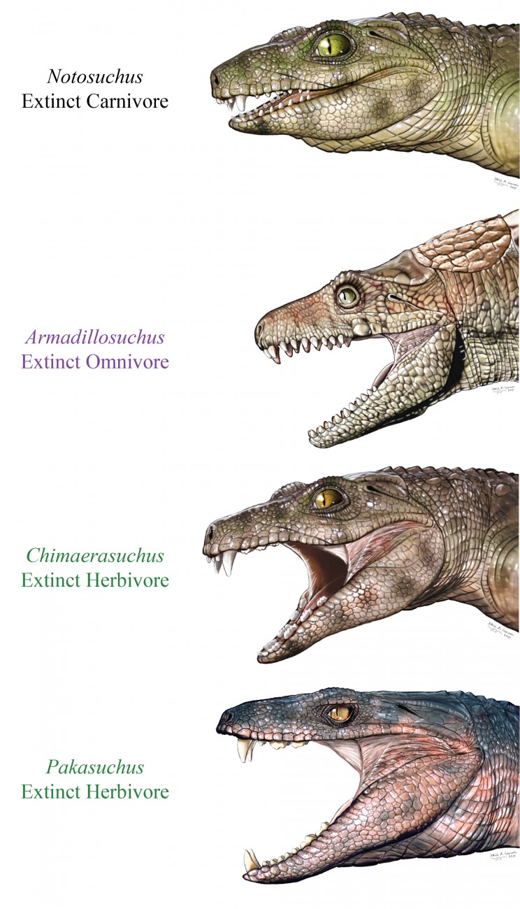 Ancient Vegetarian Crocodiles Roamed the Earth More Than 200 Million Years Ago Ancient Vegetarian Crocodiles Roamed the Earth More Than 200 Million Years Ago