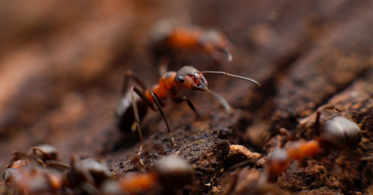Researchers Find a New Way to Strategically Prevent Species Invasions