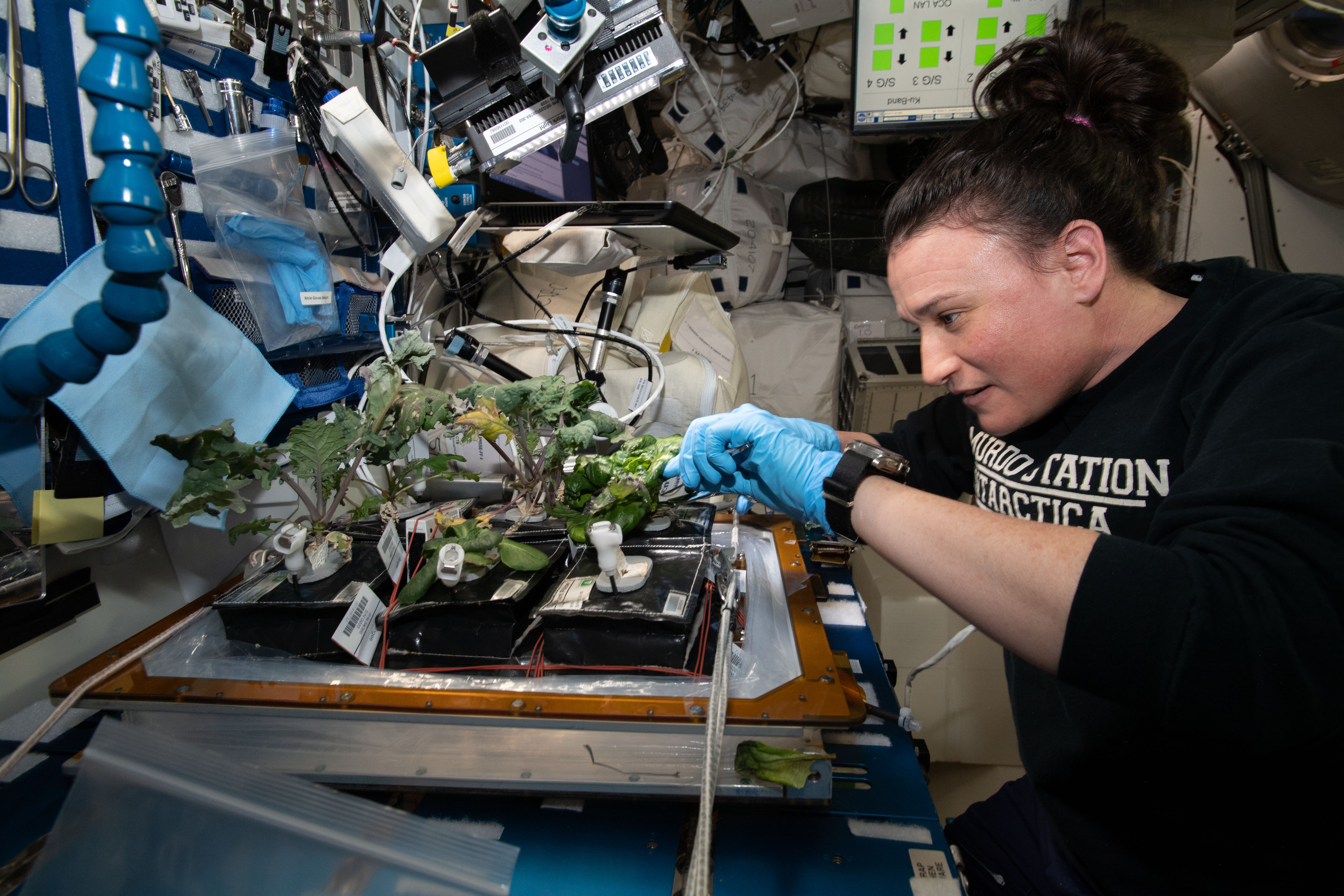 Here’s How NASA Astronauts Grew Perfect Peppers on the ISS Here’s How NASA Astronauts Grew Perfect Peppers on the ISS