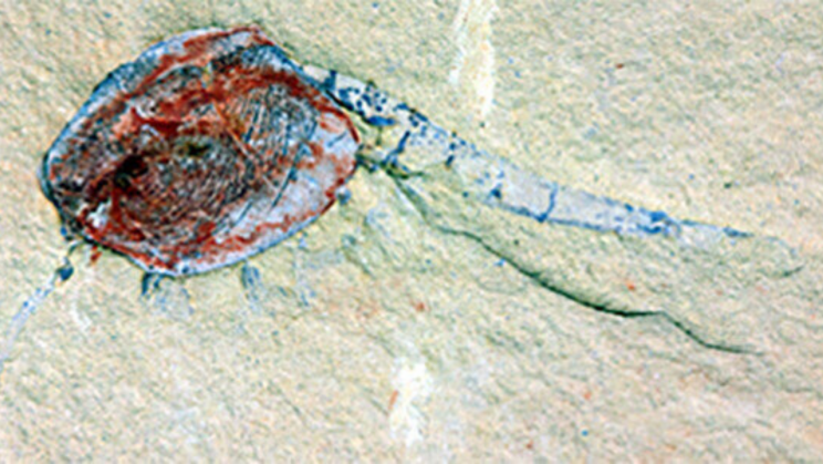 Discovery of "Fossil Graveyard" Shows What Life Looked Like 518 Million Years Ago