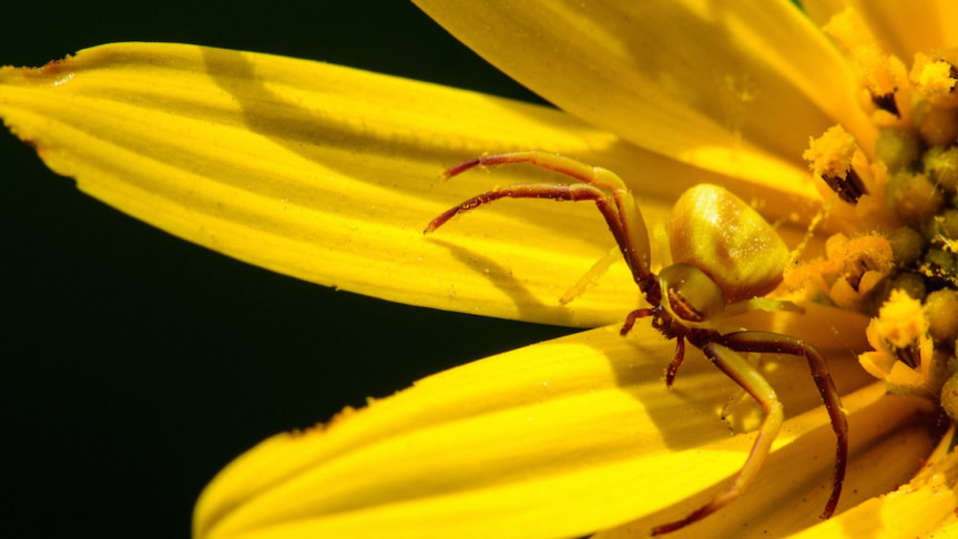 Spider Flight Observations Can Lead to Transport Innovations, Scientists Say
