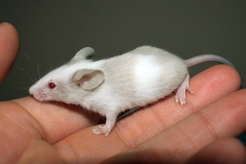 neuroscience research mice
