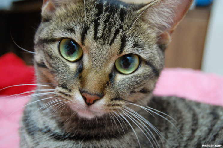 neuroscience research cats