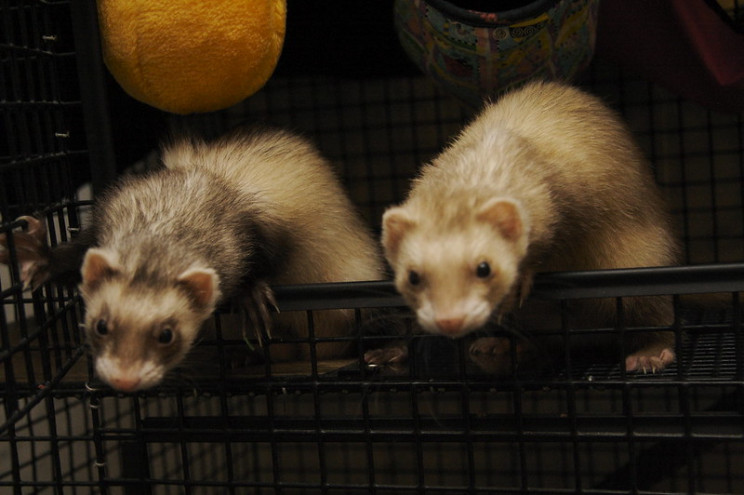 neuroscience research ferrets