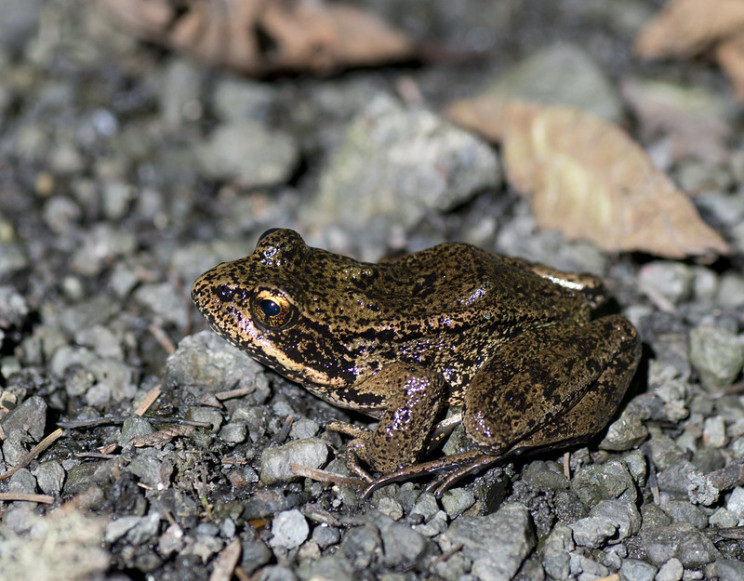 neuroscience research frogs