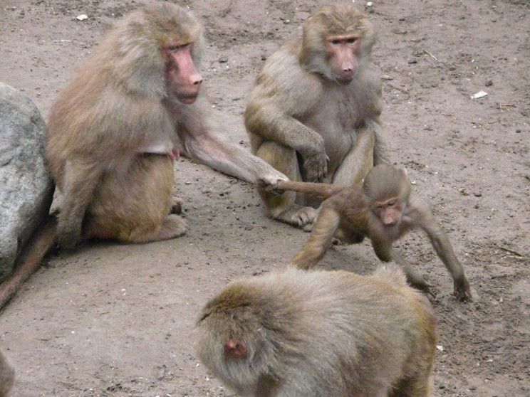 neuroscience research monkeys