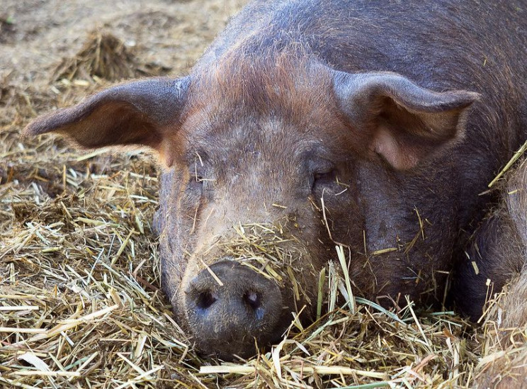 neuroscience research pigs