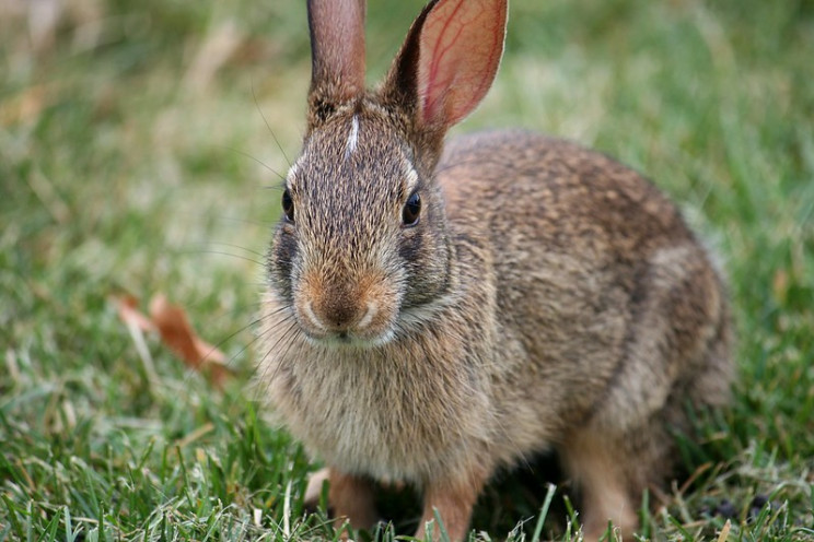 neuroscience research rabbits