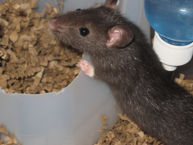 neuroscience research rats