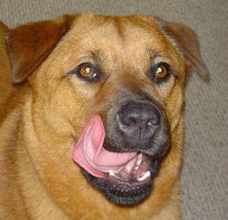 hard puzzles dog