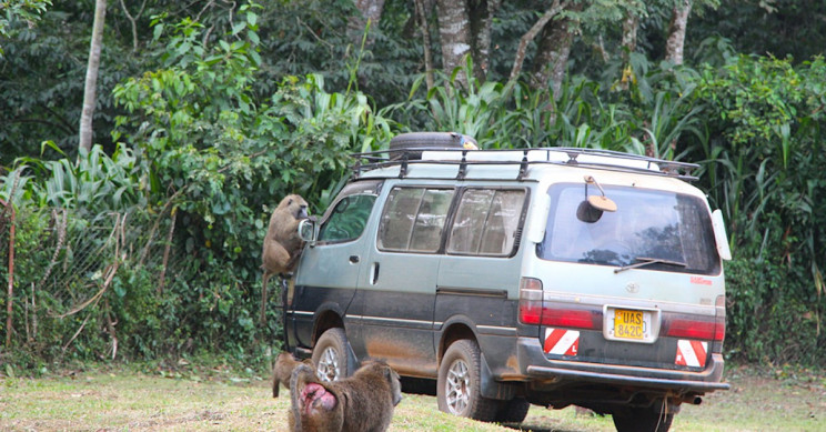 Deforestation Leads to Spread of Diseases from Animals to Humans, as per Researchers