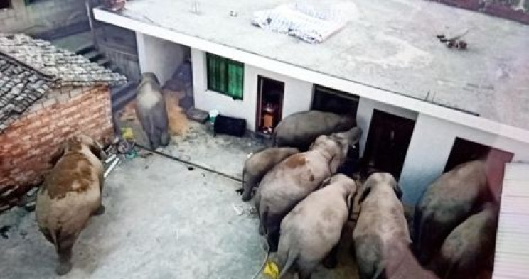 Wild "Sober" Elephants Break Into Village, Searching for Food in Southwest China Wild "Sober" Elephants Break Into Village, Searching for Food in Southwest China