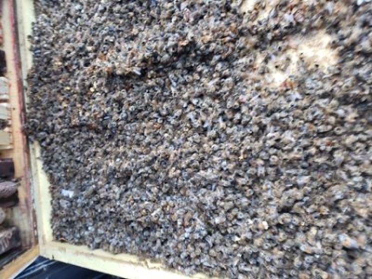 'Murder Hornet', Invasive Insect From Asia, Spotted in U.S. for the First Time 'Murder Hornet', Invasive Insect From Asia, Spotted in U.S. for the First Time