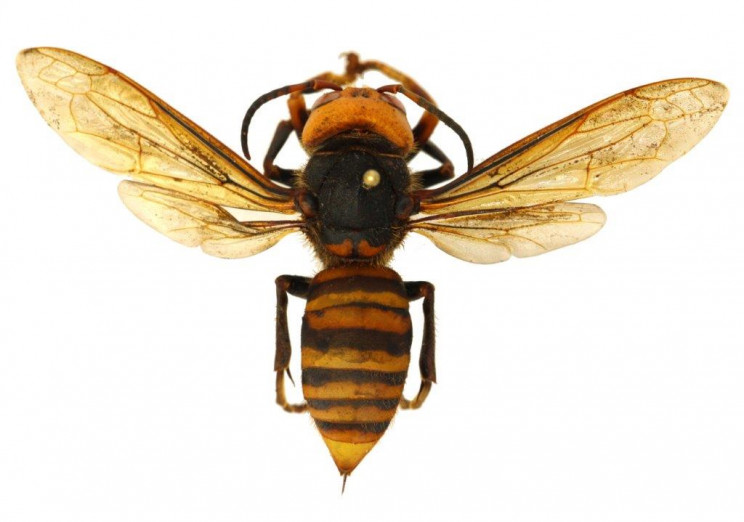 'Murder Hornet', Invasive Insect From Asia, Spotted in U.S. for the First Time 'Murder Hornet', Invasive Insect From Asia, Spotted in U.S. for the First Time
