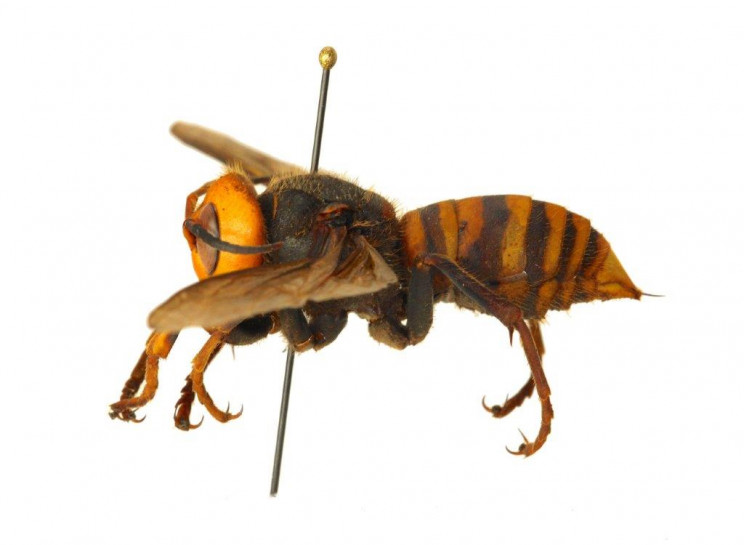 'Murder Hornet', Invasive Insect From Asia, Spotted in U.S. for the First Time 'Murder Hornet', Invasive Insect From Asia, Spotted in U.S. for the First Time