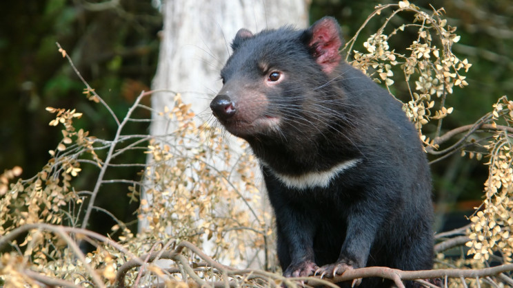 Tasmanian Devils Are Having Their Own Pandemic. Here's How They're Doing
