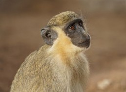 Monkeys Learning About Drones Offers Insight into the Evolution of Language