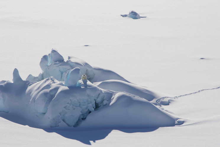 Can polar bears survive climate change? A discovery sheds new light on a warmer world