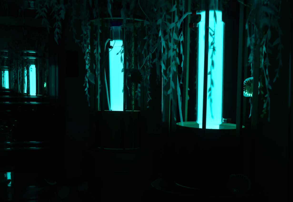 A small French town is thrust into the light by bioluminescent organisms A small French town is thrust into the light by bioluminescent organisms