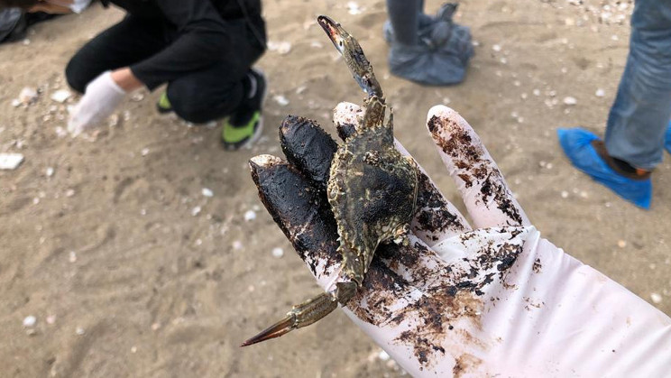 Rescuers Feed Tar-Covered Turtles Mayonnaise to Save Them