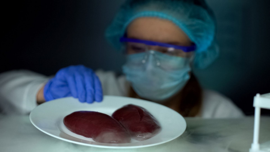 A Brain-Dead Person Just Scored Two Kidneys From Genetically Modified Pigs - Vimarsana News