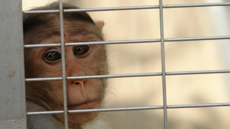 Elon Musk's Neuralink is accused of subjecting monkeys to extreme suffering