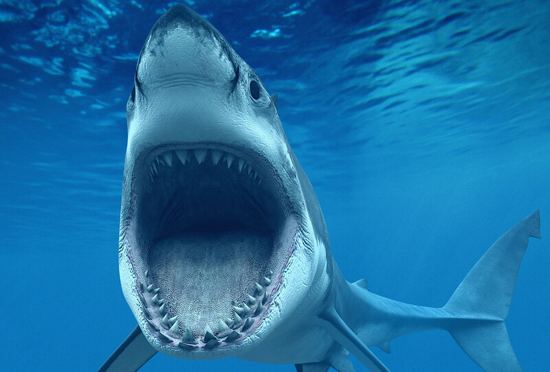 how to survive a shark attack