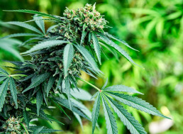 This Company Created the "World's First" Stainless Steel Hemp Bucker