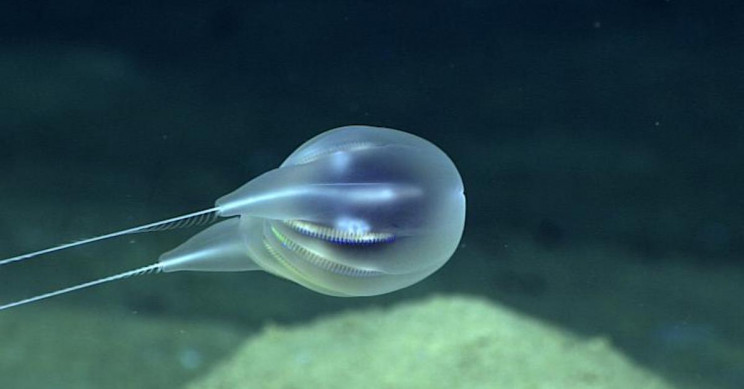 Scientists Discover New Jellylike Blob Species in the Deep Sea