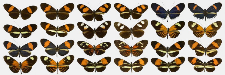 ButterflyNet: AI Validates the First Mathematical Model of Evolution ButterflyNet: AI Validates the First Mathematical Model of Evolution