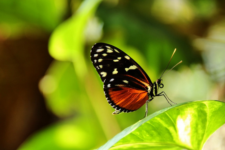 ButterflyNet: AI Validates the First Mathematical Model of Evolution ButterflyNet: AI Validates the First Mathematical Model of Evolution