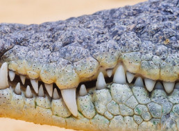 Crocodiles Don't Need Thick Teeth Enamel; They Just Grow New Ones