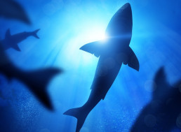 Britain Has Exported Over 50 Tonnes of Shark Fins since 2017
