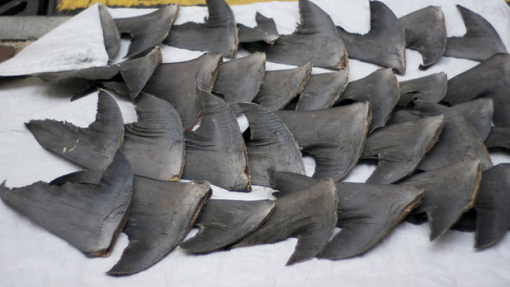Britain Has Exported Over 50 Tonnes of Shark Fins since 2017