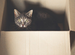 'Schrödinger's Cat' in a Lab: Created with 20 Entangled Qubits